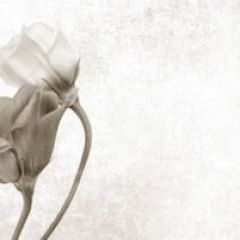 Кухонный фартук Цветы 069 МДФ матовый (3000) Flowers в Нягани - nyagan.mebel24.online | фото