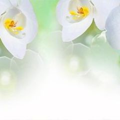 Кухонный фартук Цветы 327 МДФ матовый (3000) Flowers в Нягани - nyagan.mebel24.online | фото 1